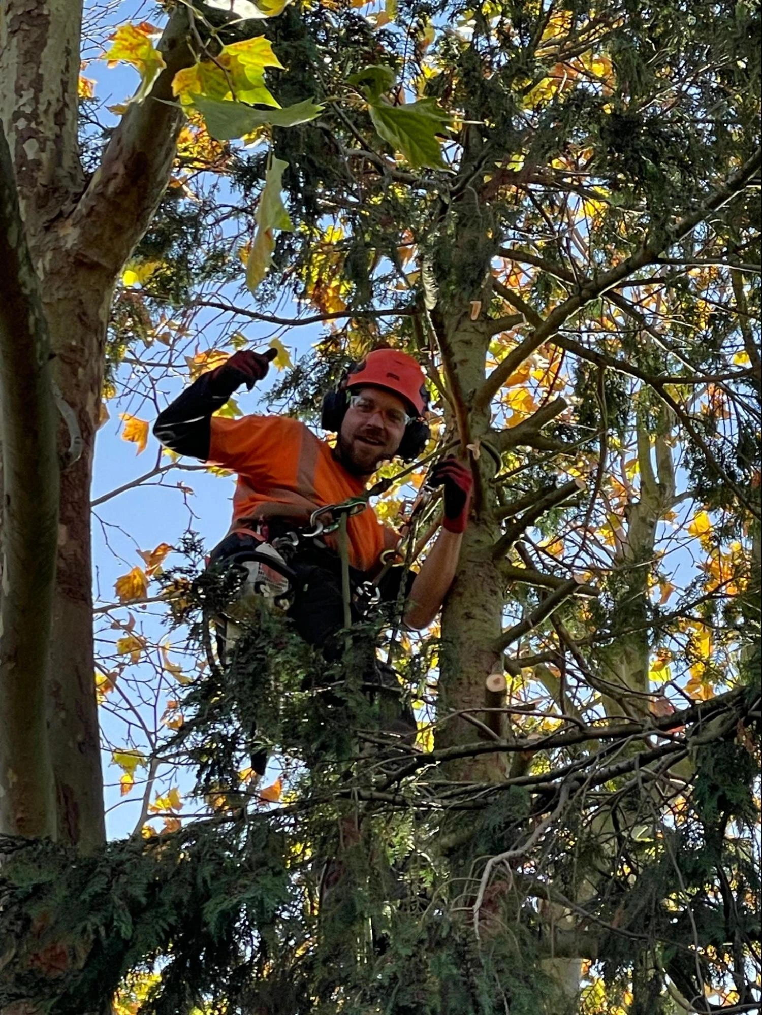 East Ham Tree Care Experts
